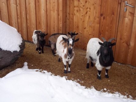 jufa hotel gitschtal weißbriach karinthië (21)